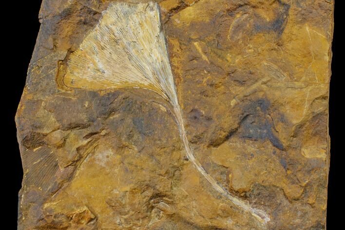Fossil Ginkgo Leaf From North Dakota - Paleocene #156232